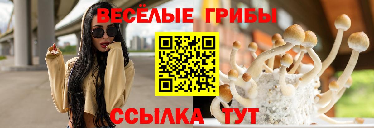 Псилоцибиновые грибы Psilocybe Красноуфимск